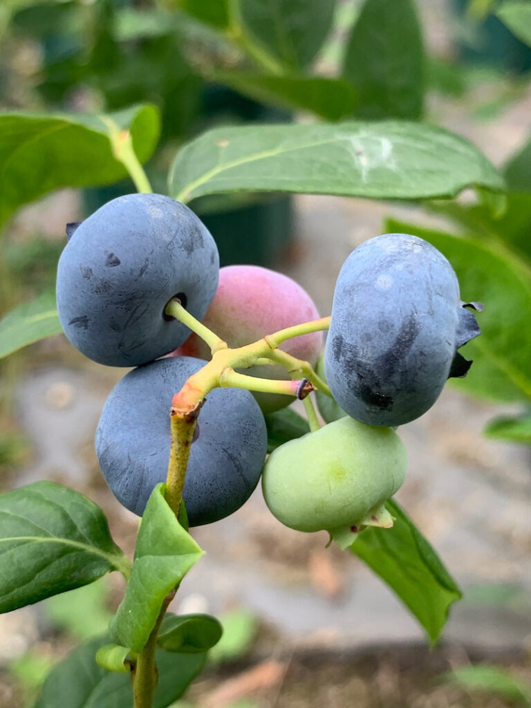ブルーベリー6月の品種 その3 Berry Sun ブルーベリー6月の品種 その3 Berry Sun