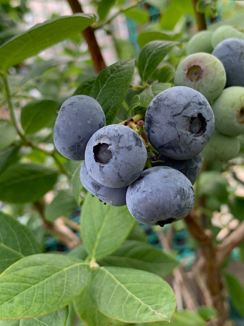 ブルーベリー6月の品種 その3 | Berry & Sun