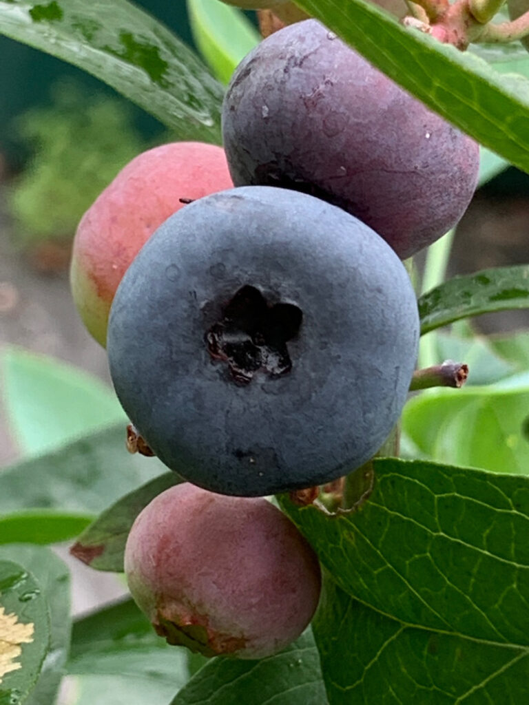 ラビットアイ系ブルーベリー紹介 その１ Berry Sun