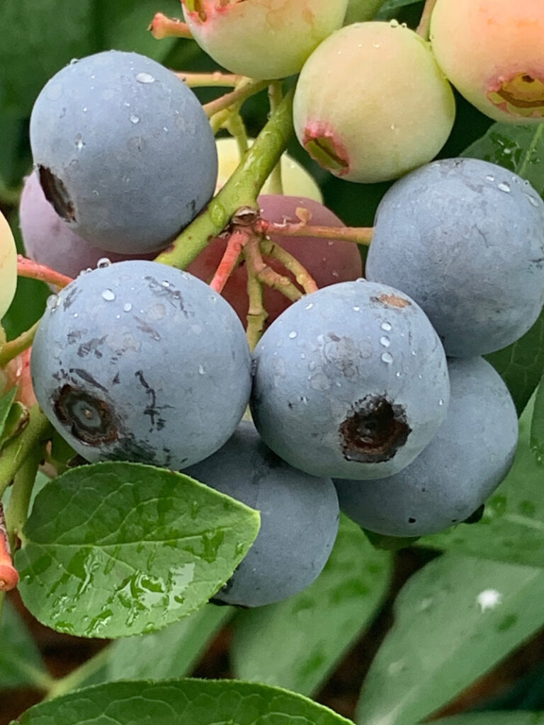 ラビットアイ系ブルーベリー紹介 その１ Berry Sun