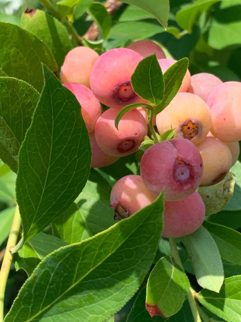 ピンクのブルーベリーについて Berry Sun
