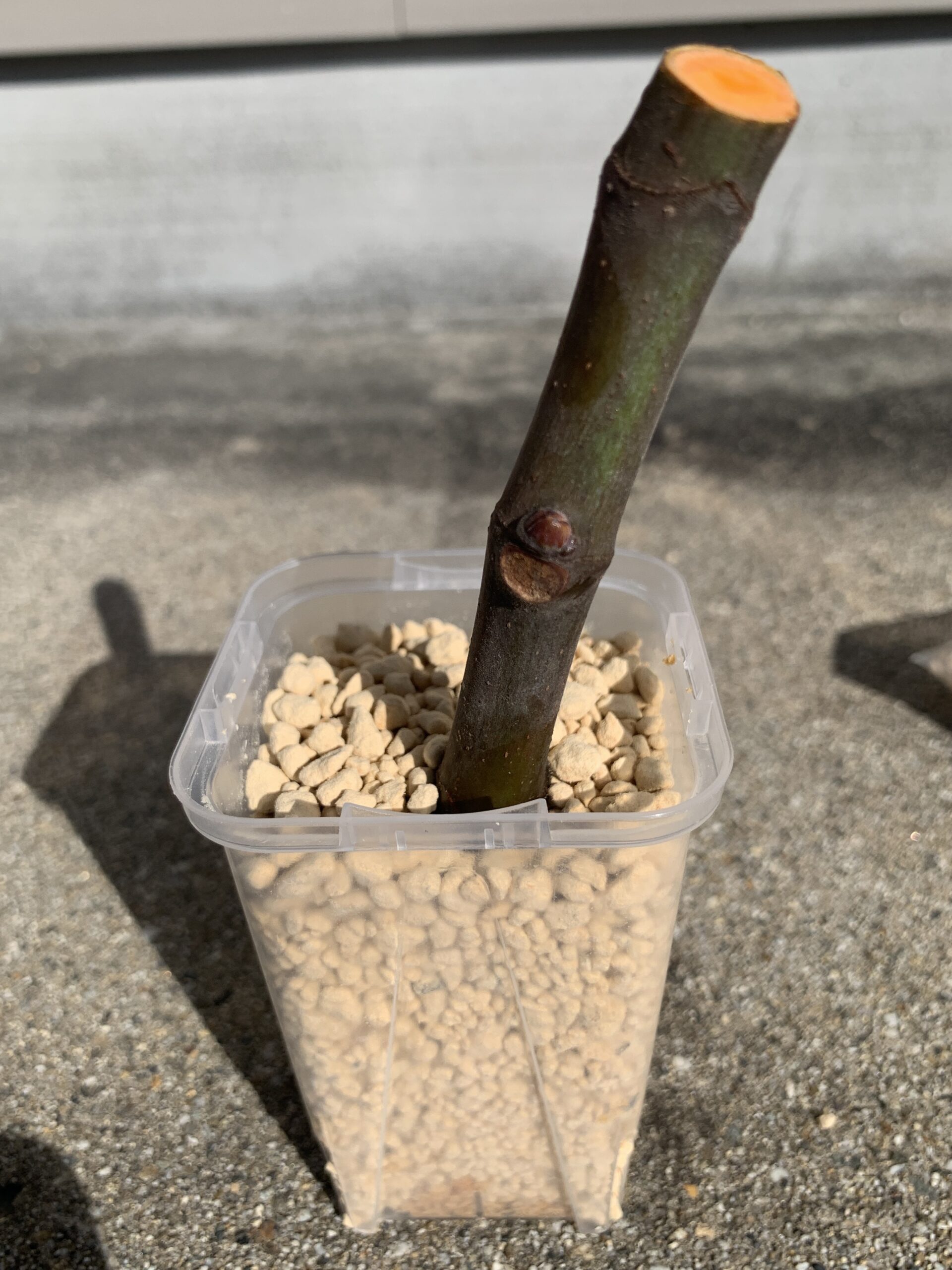 イチジク挿し木キット説明書 | Berry & Sun